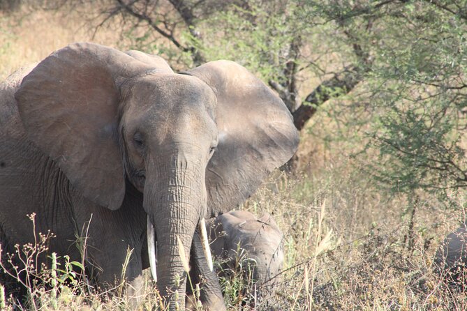 full-day-ngorongoro-crater-private-tour-overview-of-the-ngorongoro-crater-tour