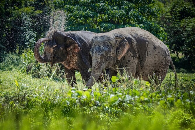 full-day-phuket-elephant-sanctuary-tour-with-lunch-and-dinner-tour-overview