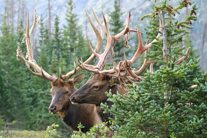 full-day-rocky-mountain-national-park-over-the-top-tour-rmnphotographer-timed-entry-into-rocky-mountain-national-park