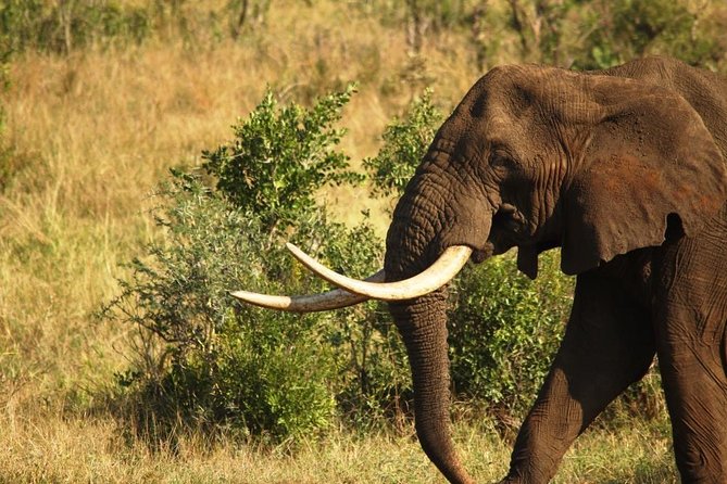 full-day-safari-kruger-national-park-tour-details