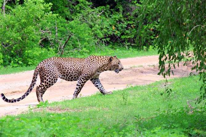 Full Day Safari ( The Best for Leopards ) in Yala