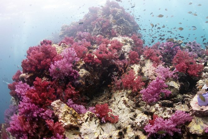 Full-Day Scuba Diving (3Dives) in Phuket