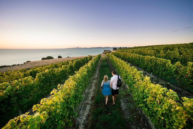 Full Day Winemakers Tour in Marlborough