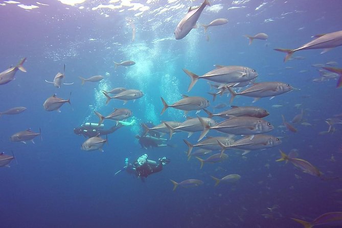 Fundive Catalina Islands (2 Dives Only for Certified Divers)