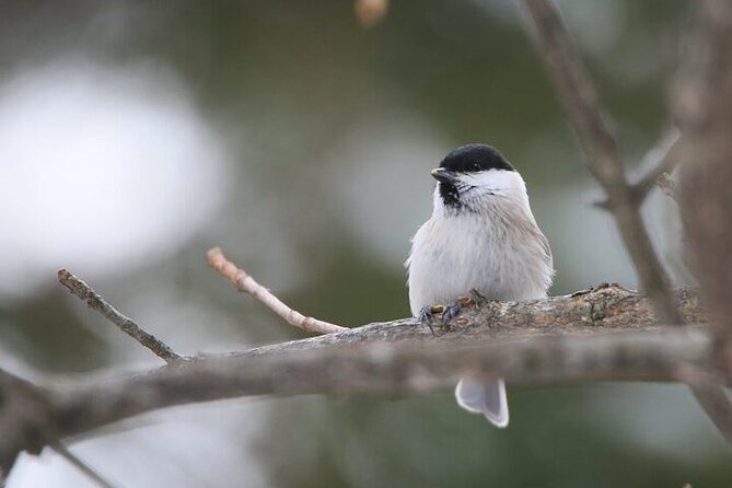 furepe-waterfall-snowshoe-and-wildlife-watching-activity-included-equipment