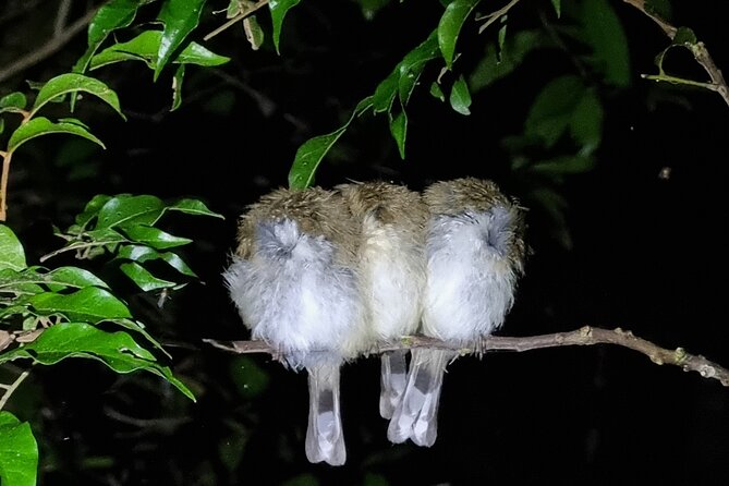 Glow Worms - Nocturnal Rainforest/Waterfall Adventure - Overview and Experience