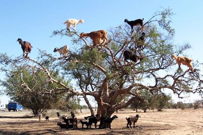 Goats on the Tree Trip From Agadir & Taghazout - Witness Goats Climbing Argan Trees