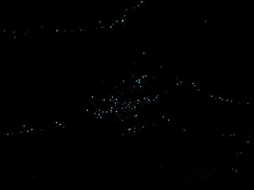 Gold Coast Glow Worm Night Tour (Chinese Group) - Tour Overview