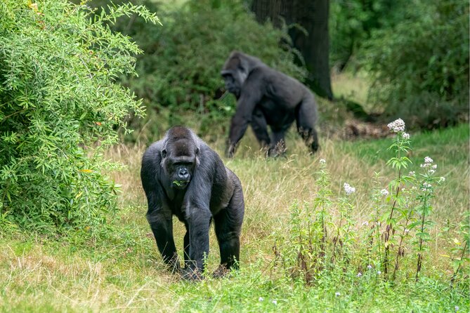 gorilla-tracking-batwa-culture-experience-highlights