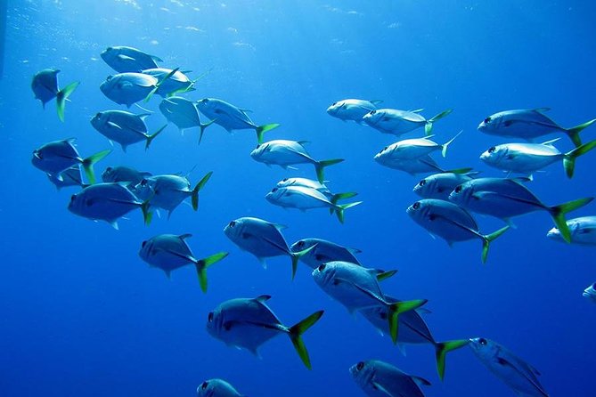 Grand Turk - Amazing Wall Snorkeling Tour