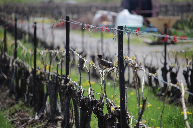 Grape to Glass Wine Experience