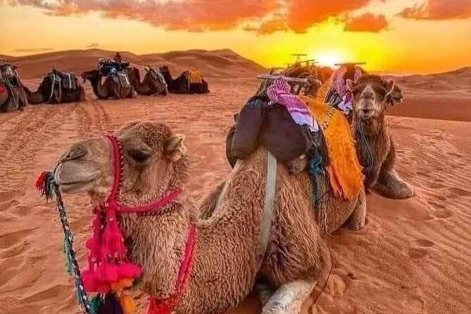 GROUP TOUR , 1 Night 2 Day Luxury Desert TRIP From FES to FES - Tour Overview