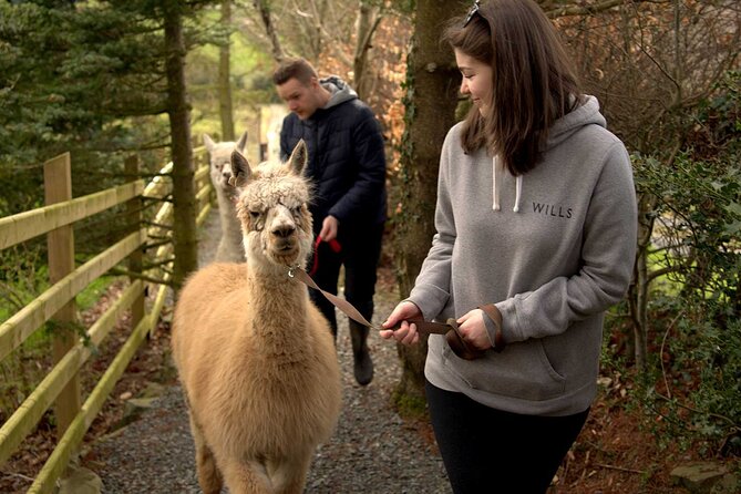 2 Best Guided Tours In Northern Ireland