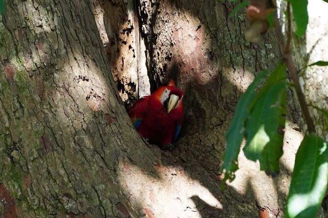 Guided Visit to Carara National Park (Ticket Included)