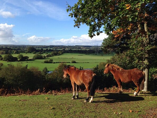 Guided Walking Tour of New Forest National Park in Hampshire