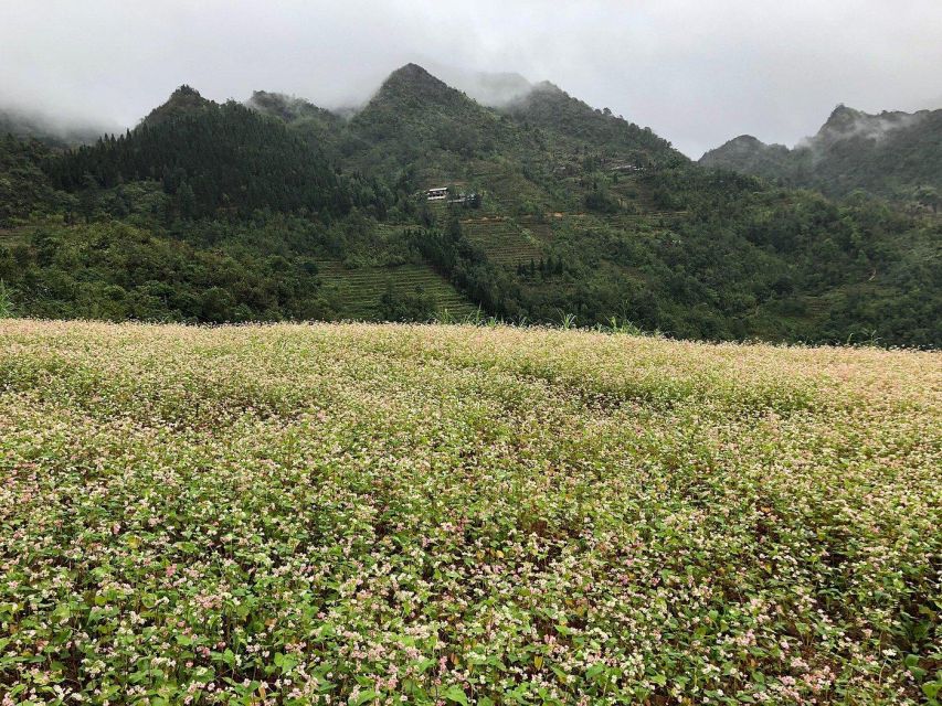 Ha Giang Comfort Car Ride Tour in 4D3N - Tour Overview