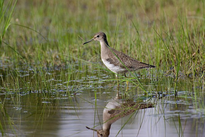 half-day-birdwatching-in-the-south-okanagan-about-the-tour