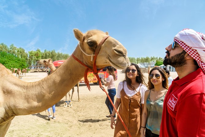 half-day-desert-tour-tour-highlights