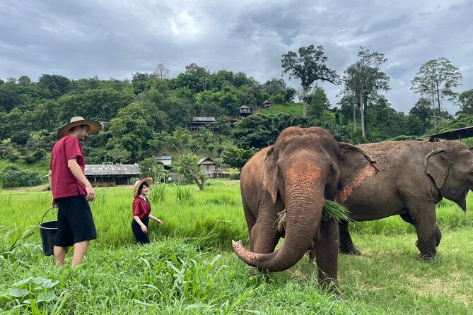 Half-Day Elephant Experience at Rantong - Overview of the Experience