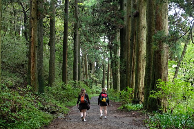 half-day-forest-bathing-in-hakone-geopark-overview-of-the-forest-bathing-tour