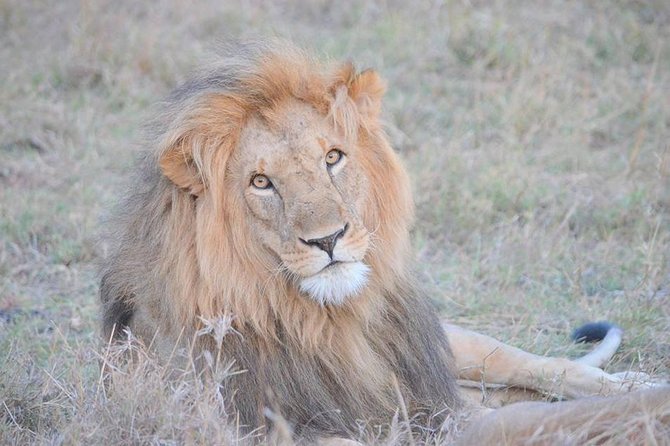 Half-Day Nairobi National Park Safari From Nairobi With Free Pickup - Inclusions