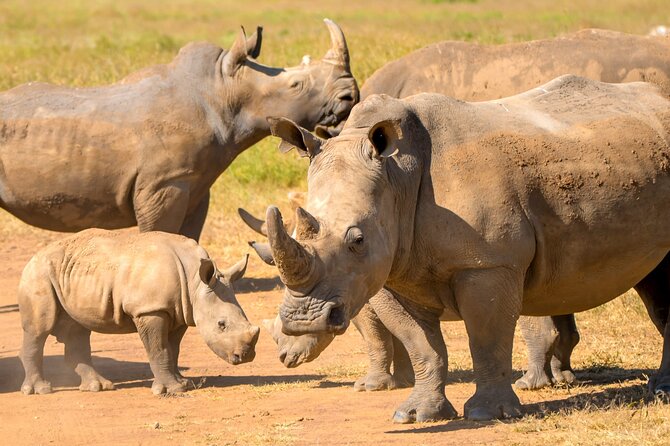 Half Day Nairobi National Park Tour With Admission