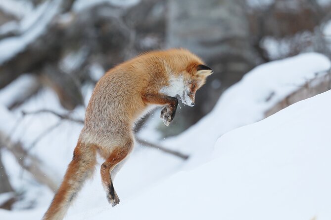 Half-Day Primeval Forest Snowshoe and Wildlife Watching Tour - Rental Gear Options