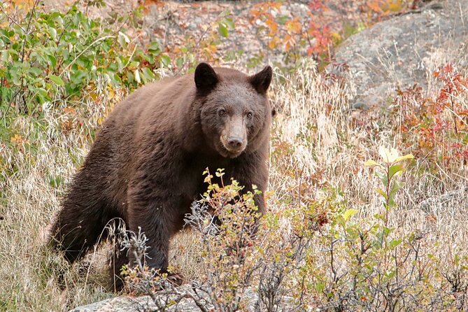 Half-Day Rocky Mountain National Park Mountains to Sky Tour – RMNPhotographer