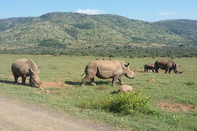 half-day-safari-from-johannesburg-overview-of-the-safari
