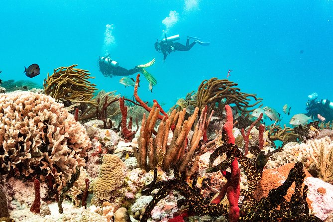 Half-Day Scuba Diving in Playa Del Carmen for Small-Group - Equipment and Rental Details