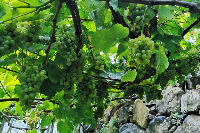 Half-Day Small-Group Wine Tour in Madeira - Itinerary Highlights