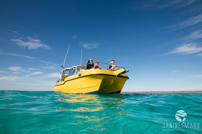 half-day-snorkel-2-5hr-turtle-tour-on-the-ningaloo-reef-exmouth-snorkeling-experience-and-marine-life