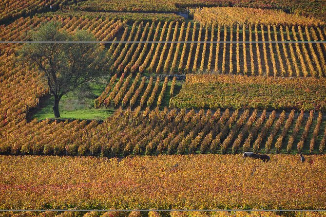 half-day-tour-of-the-cote-de-nuits-vineyards-from-dijon-overview-of-the-tour