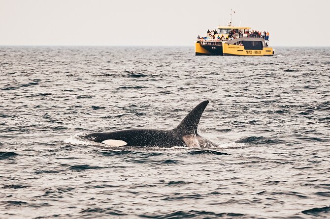 Half-Day Whale Watching Adventure From Victoria - Tour Overview
