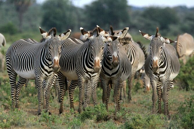 half-day-wildlife-tour-to-nairobi-national-park-game-drive-with-pickup-drop-off-tour-overview
