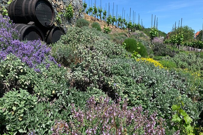 Hidden Vineyards and Private Winery Tour in Prague - Tour Overview