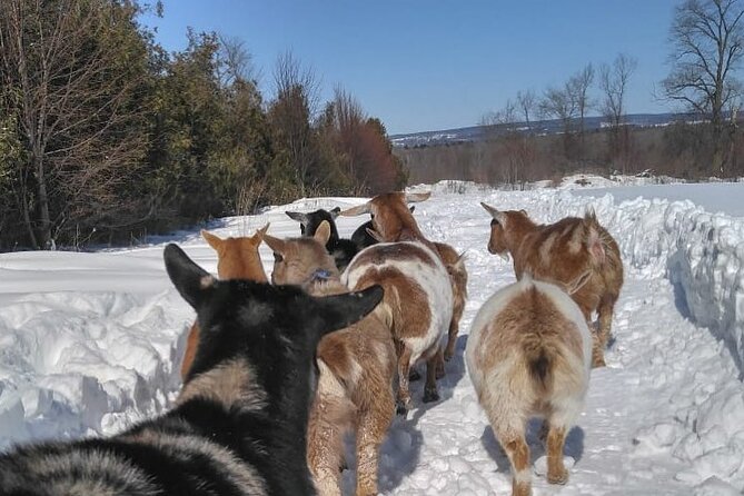 High Goat Jumble in Ontario