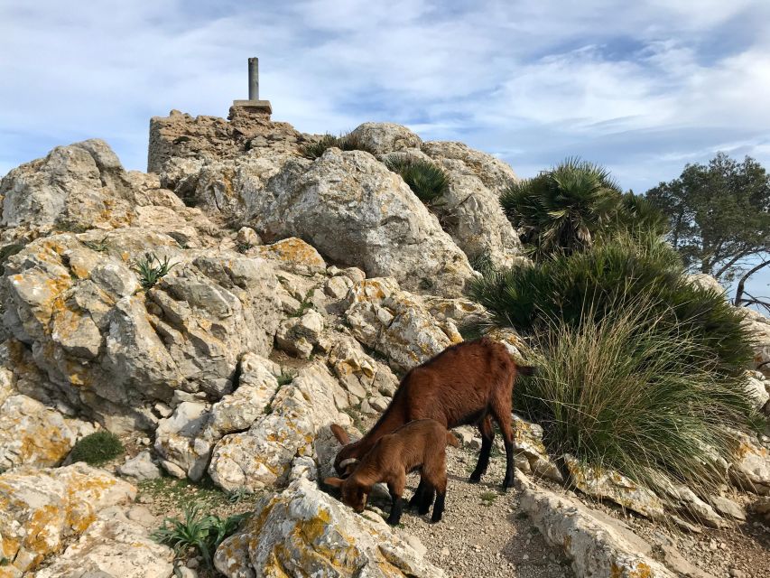 Hiking on Alcúdia Peninsula - Overview of the Hike