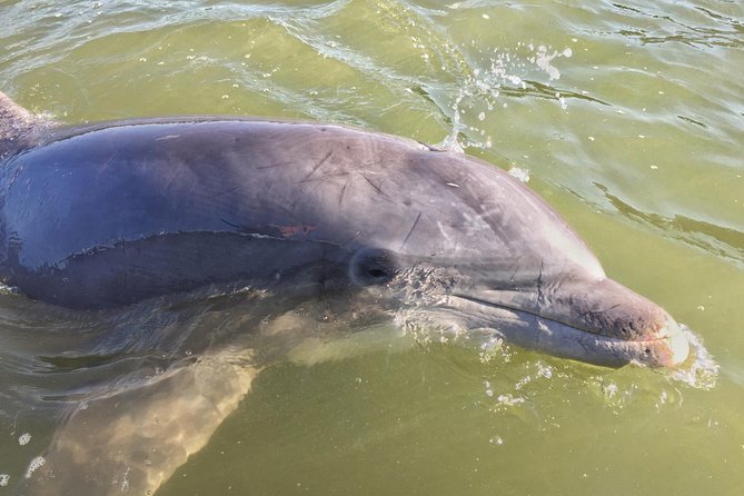 Hilton Head Dolphin Tour With Stop at Disappearing Island