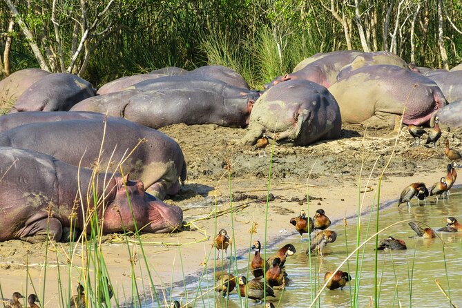 Hippo and Croc Boat Cruise in Saint Lucia With Pick-Up