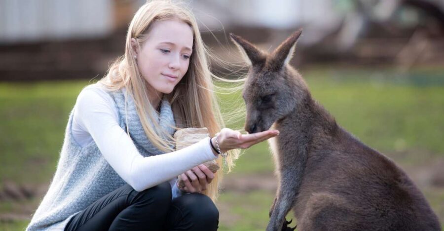 Hobart: Admission Ticket to Bonorong Wildlife Sanctuary - Ticket Information
