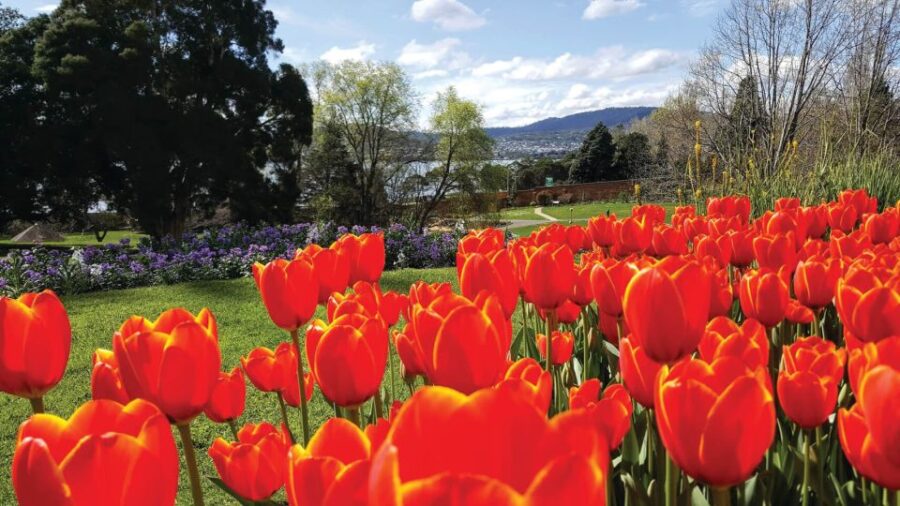 Hobart City Sightseeing Tour Including MONA Ticket - Tour Overview and Pricing