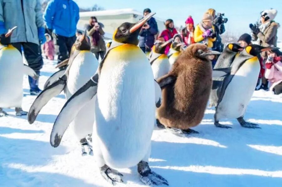 hokkaidoasahiyama-zoo-shirahige-falls-biei-pond-day-tour-tour-overview