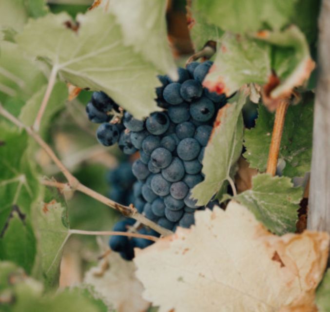 horse-back-riding-wine-tasting-in-the-maures-forest-about-the-tour