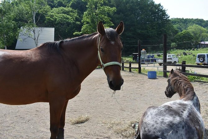 horse-riding-activity-and-rental-details