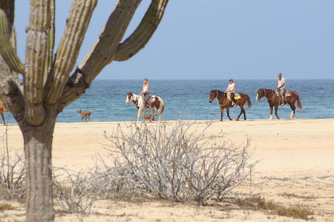 Horseback Riding Tour in Cabo San Lucas