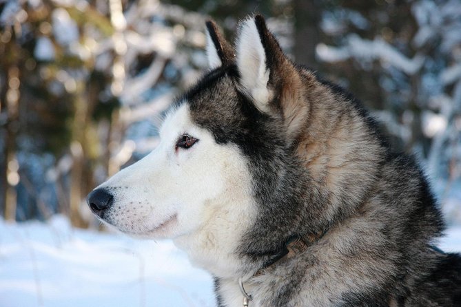Husky Dog Sledding Tour From Riga - Tour Overview and Experience