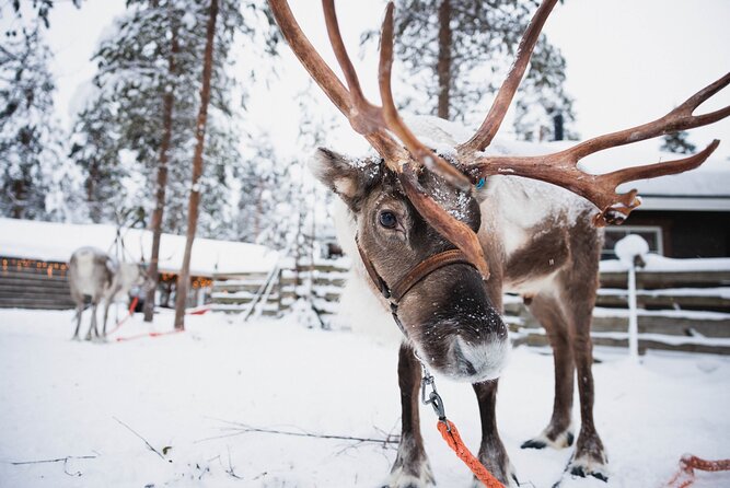 Husky, Reindeer Farm and Santa Village Experience - Reindeer Farm and Sleigh Ride