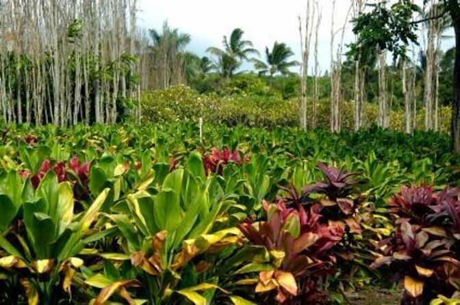 iao-needle-gardens-streams-rainforest-walk-bg-green-seaturtles-location-and-duration