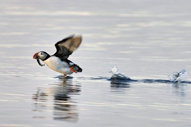 Iceland Super Saver: Puffin Cruise Plus Whale-Watching Tour From Reykjavik